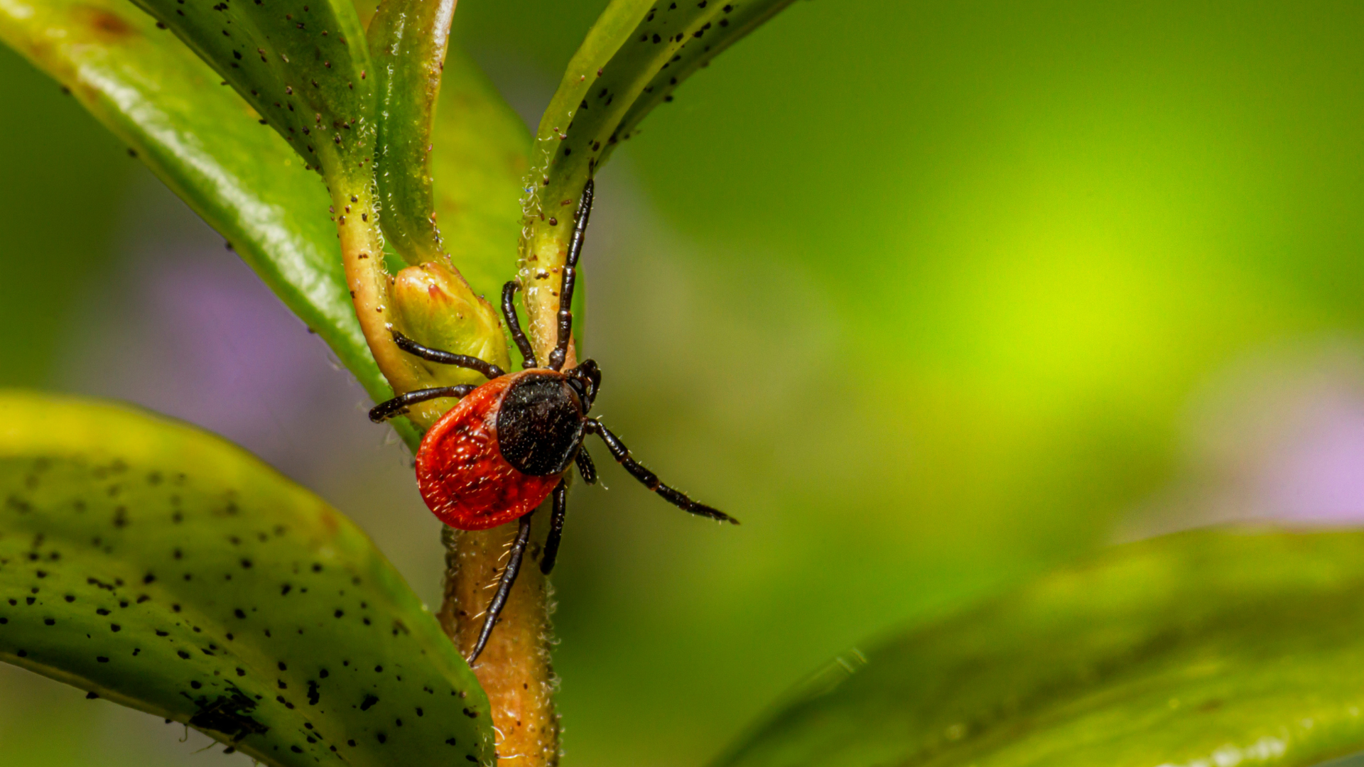 Close-up of a black-legged tick on a green plant, representing the primary vector for Lyme disease.