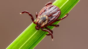 Close-up brown tick on green grass blade